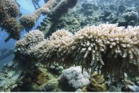 Photo Reference of Coral Sudan Undersea 0001